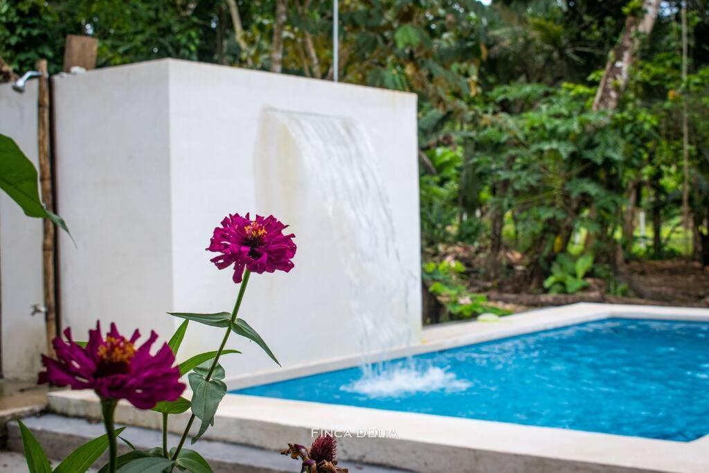 Finca D'Elia Lodge Пуэрто-Лимон Экстерьер фото